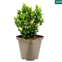 Truffaut Arbres Et Arbustes|Plantes De Haies | - Euonymus japonicus ' Paloma Blanca'