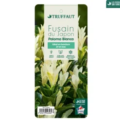 Truffaut Arbres Et Arbustes|Plantes De Haies | - Euonymus japonicus ' Paloma Blanca'