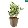 Truffaut Arbres Et Arbustes|Plantes De Haies | - Euonymus japonicus 'Bravo' : pot 3 L