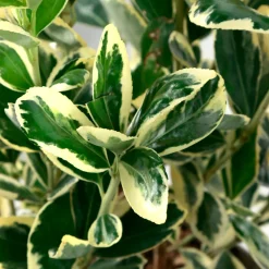 Truffaut Arbres Et Arbustes|Plantes De Haies | - Euonymus japonicus 'Bravo' : pot 3 L