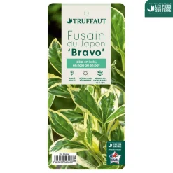 Truffaut Arbres Et Arbustes|Plantes De Haies | - Euonymus japonicus 'Bravo' : pot 3 L
