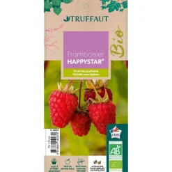 Truffaut - Framboisier 'Happystar®' AB : pot 1,5L Best