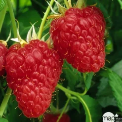 Truffaut Petits Fruits | - Framboisier 'Malling Promise' : pot de 5 litres