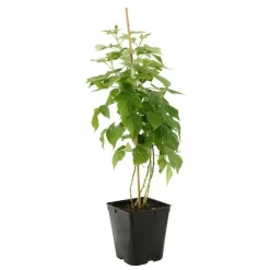 Truffaut Petits Fruits | - Framboisier 'Malling Promise' : pot de 5 litres
