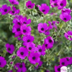 Truffaut Plantes Vivaces | - Géranium vivace subcaulescens : godet rouge