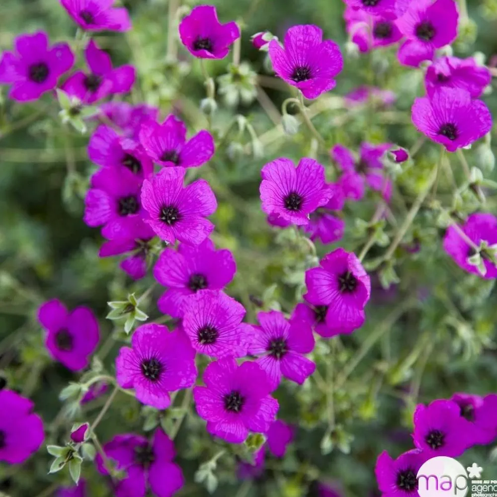 Truffaut Plantes Vivaces | - Géranium vivace subcaulescens : godet rouge