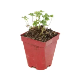 Truffaut Plantes Vivaces | - Géranium vivace subcaulescens : godet rouge