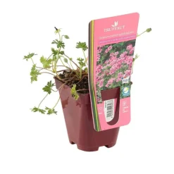 Truffaut Plantes Vivaces | - Géranium vivace subcaulescens : godet rouge