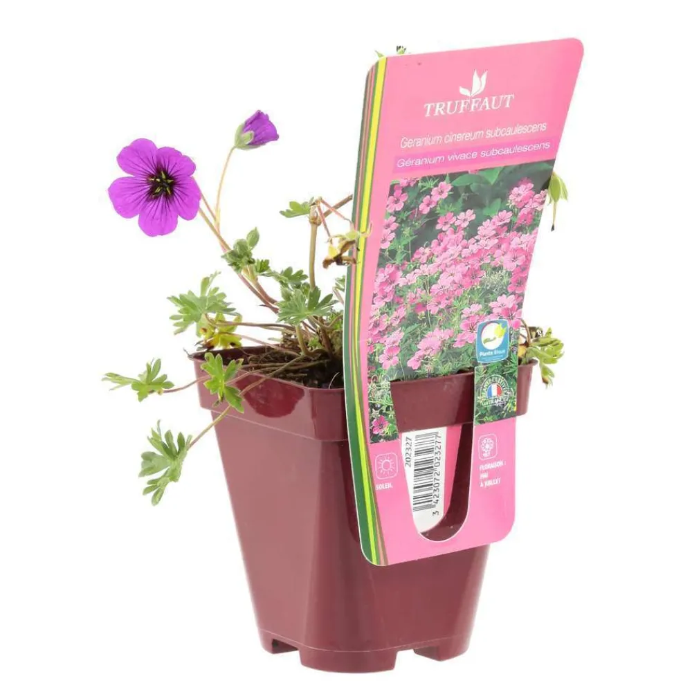 Truffaut Plantes Vivaces | - Géranium vivace subcaulescens : godet rouge