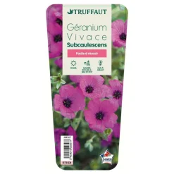 Truffaut Plantes Vivaces | - Géranium vivace subcaulescens : godet rouge