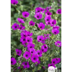 Truffaut Plantes Vivaces | - Géranium vivace subcaulescens : godet rouge