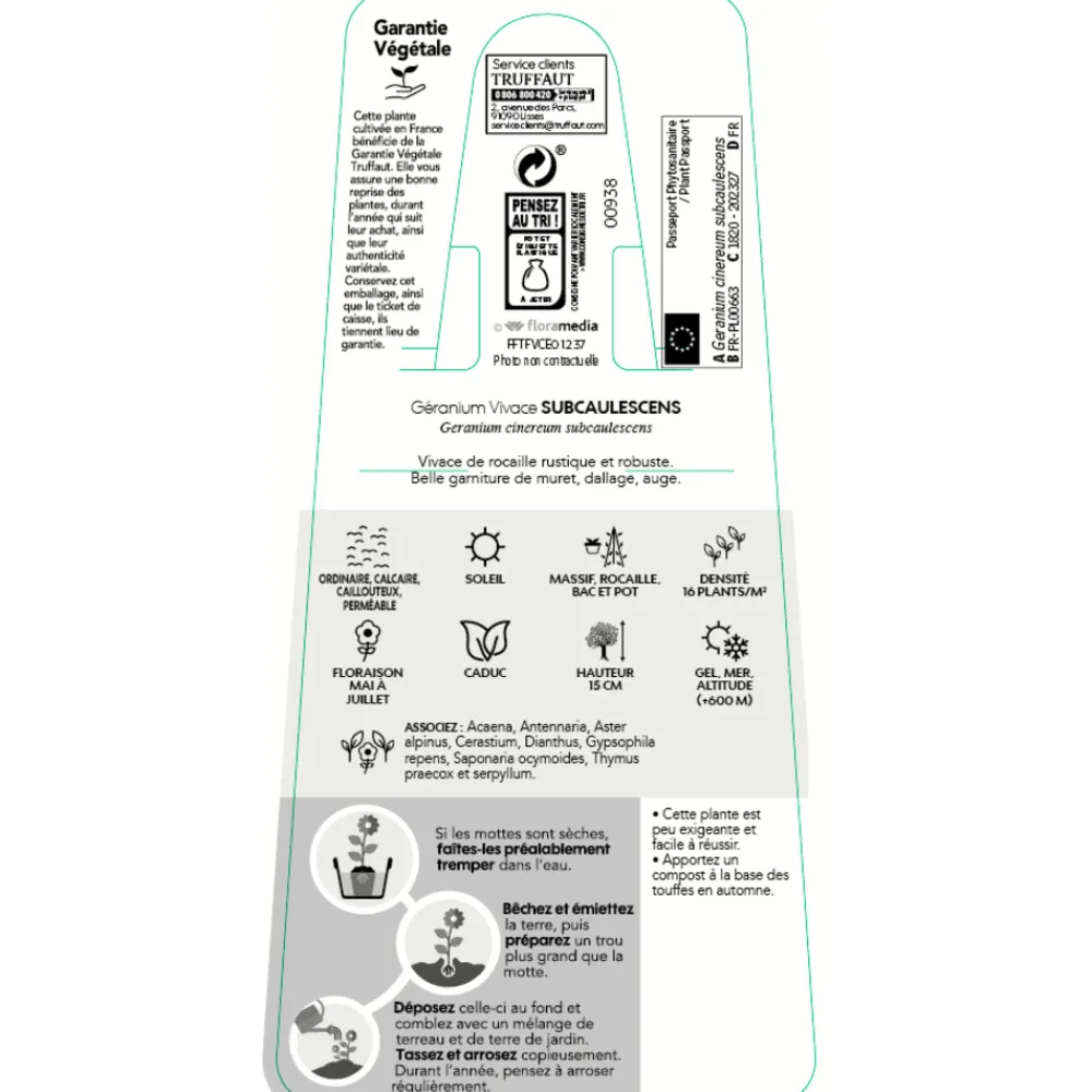 Truffaut Plantes Vivaces | - Géranium vivace subcaulescens : godet rouge
