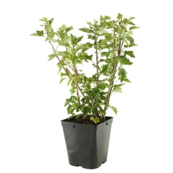 Truffaut - Groseillier à grappes 'Versaillaise blanche': pot de 5 litres Discount