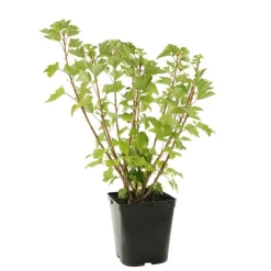 Truffaut - Groseillier à grappes 'Jonkheer van Tets' : pot de 5 litres Hot