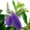 Truffaut Arbres Et Arbustes|Plantes De Haies | - Hebe arbustive à fleurs - pot 4L