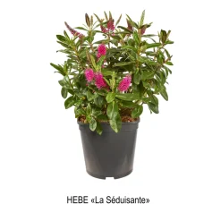 Truffaut Arbres Et Arbustes|Plantes De Haies | - Hebe arbustive à fleurs - pot 4L