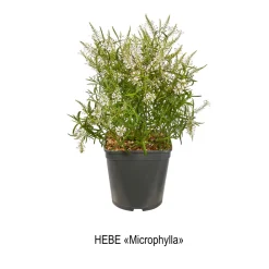 Truffaut Arbres Et Arbustes|Plantes De Haies | - Hebe arbustive à fleurs - pot 4L
