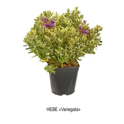 Truffaut Arbres Et Arbustes|Plantes De Haies | - Hebe arbustive à fleurs - pot 4L