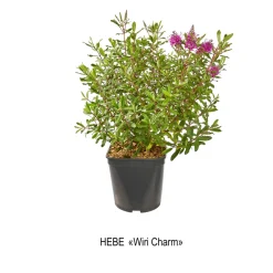 Truffaut Arbres Et Arbustes|Plantes De Haies | - Hebe arbustive à fleurs - pot 4L