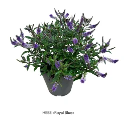 Truffaut Arbres Et Arbustes|Plantes De Haies | - Hebe arbustive à fleurs - pot 4L