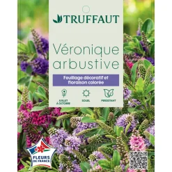 Truffaut Arbres Et Arbustes|Plantes De Haies | - Hebe arbustive à fleurs - pot 4L