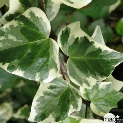 Truffaut Plantes Grimpantes | - Hedera Gloire de Marengo : ctr 6L