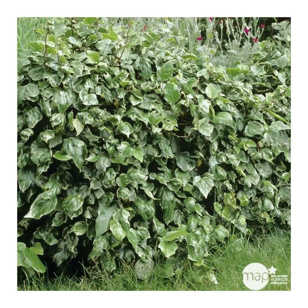 Truffaut Plantes Grimpantes | - Hedera Gloire de Marengo : ctr 6L