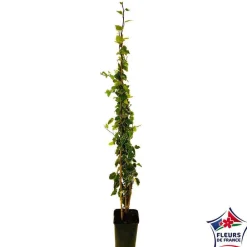 Truffaut Plantes Grimpantes | - Hedera Gloire de Marengo : ctr 6L