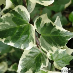Truffaut Plantes Grimpantes | - Hedera Gloire de Marengo : ctr de 3 L.