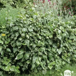 Truffaut Plantes Grimpantes | - Hedera Gloire de Marengo : ctr de 3 L.
