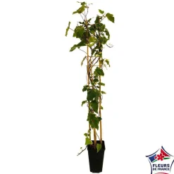 Truffaut Plantes Grimpantes | - Hedera Gloire de Marengo : ctr de 3 L.