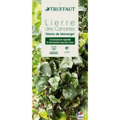 Truffaut Plantes Grimpantes | - Hedera Gloire de Marengo : ctr de 3 L.