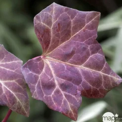 Truffaut - Hedera Hibernica : ctr de 1,5 L. Clearance