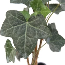 Truffaut - Hedera Hibernica : ctr de 1,5 L. Clearance