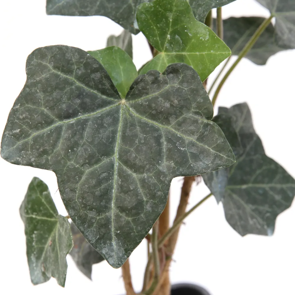Truffaut - Hedera Hibernica : ctr de 1,5 L. Clearance