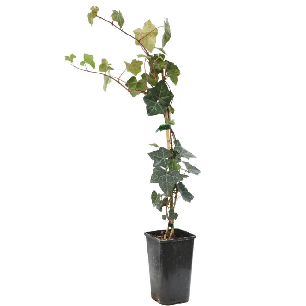 Truffaut - Hedera Hibernica : ctr de 1,5 L. Clearance