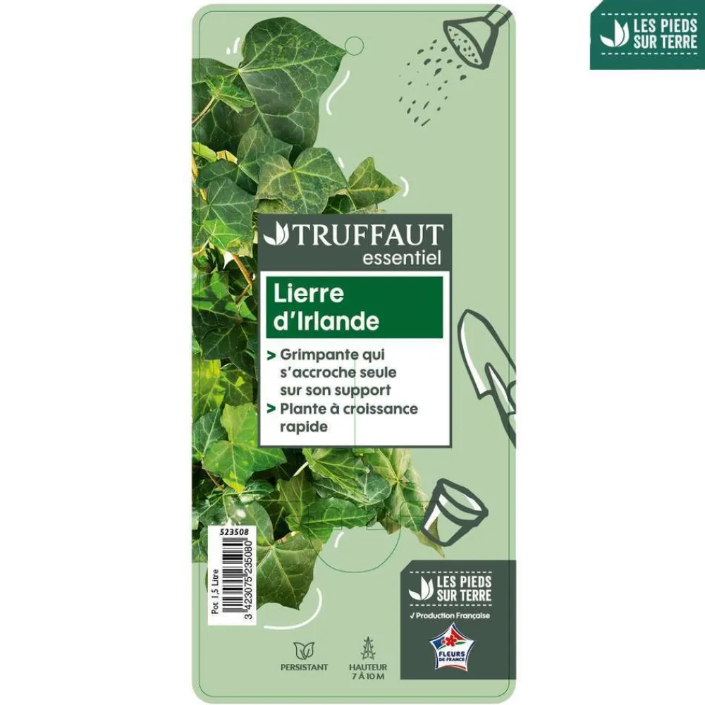 Truffaut - Hedera Hibernica : ctr de 1,5 L. Clearance
