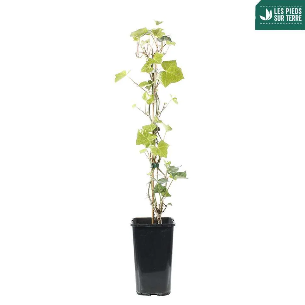 Truffaut - Hedera Hibernica : ctr de 1,5 L. Clearance