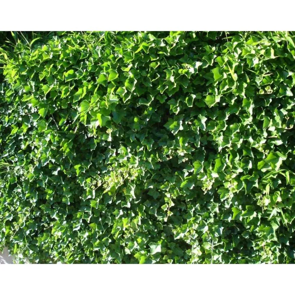 Truffaut - Hedera Hibernica : ctr de 1,5 L. Clearance