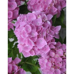 Truffaut - Hydrangea Ankong® rose:pot 5L Online