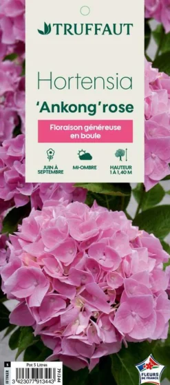 Truffaut - Hydrangea Ankong® rose:pot 5L Online