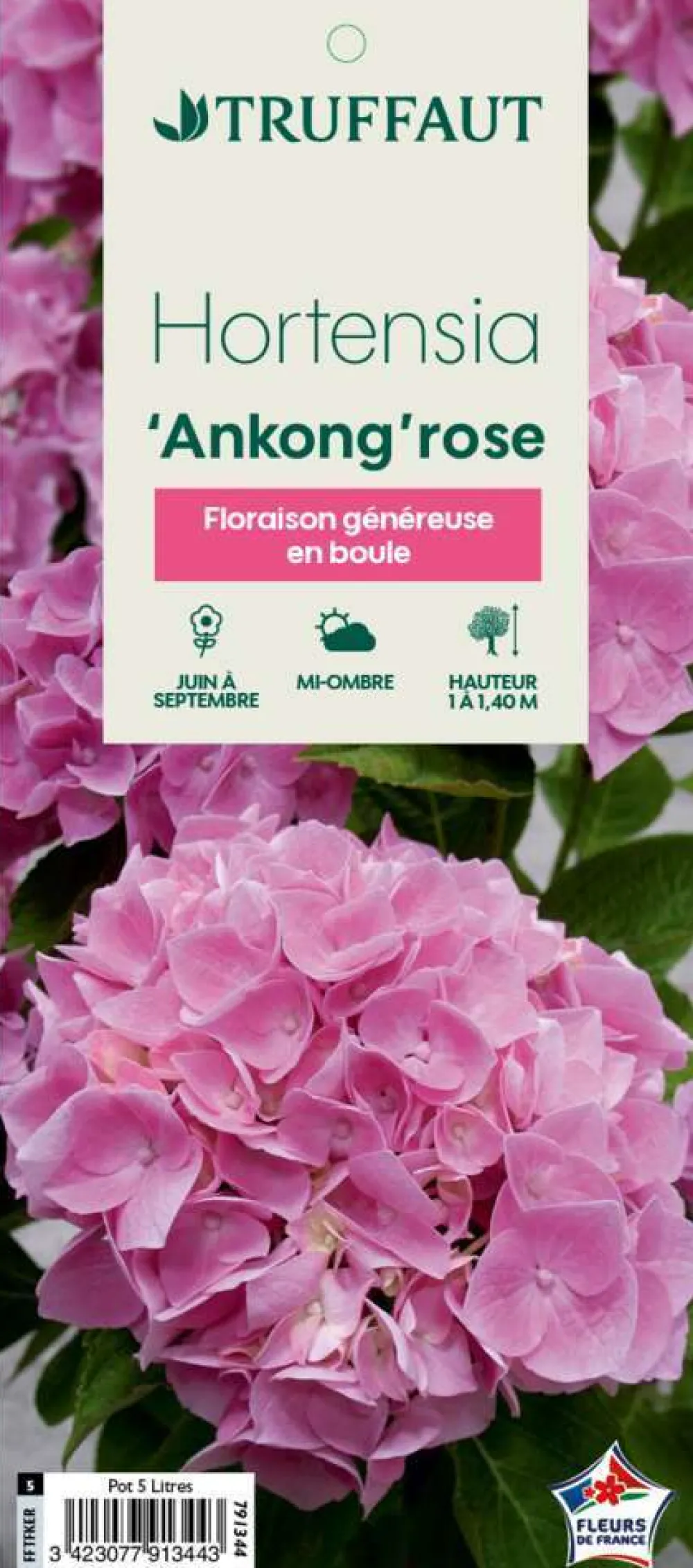 Truffaut - Hydrangea Ankong® rose:pot 5L Online