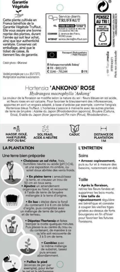 Truffaut - Hydrangea Ankong® rose:pot 5L Online