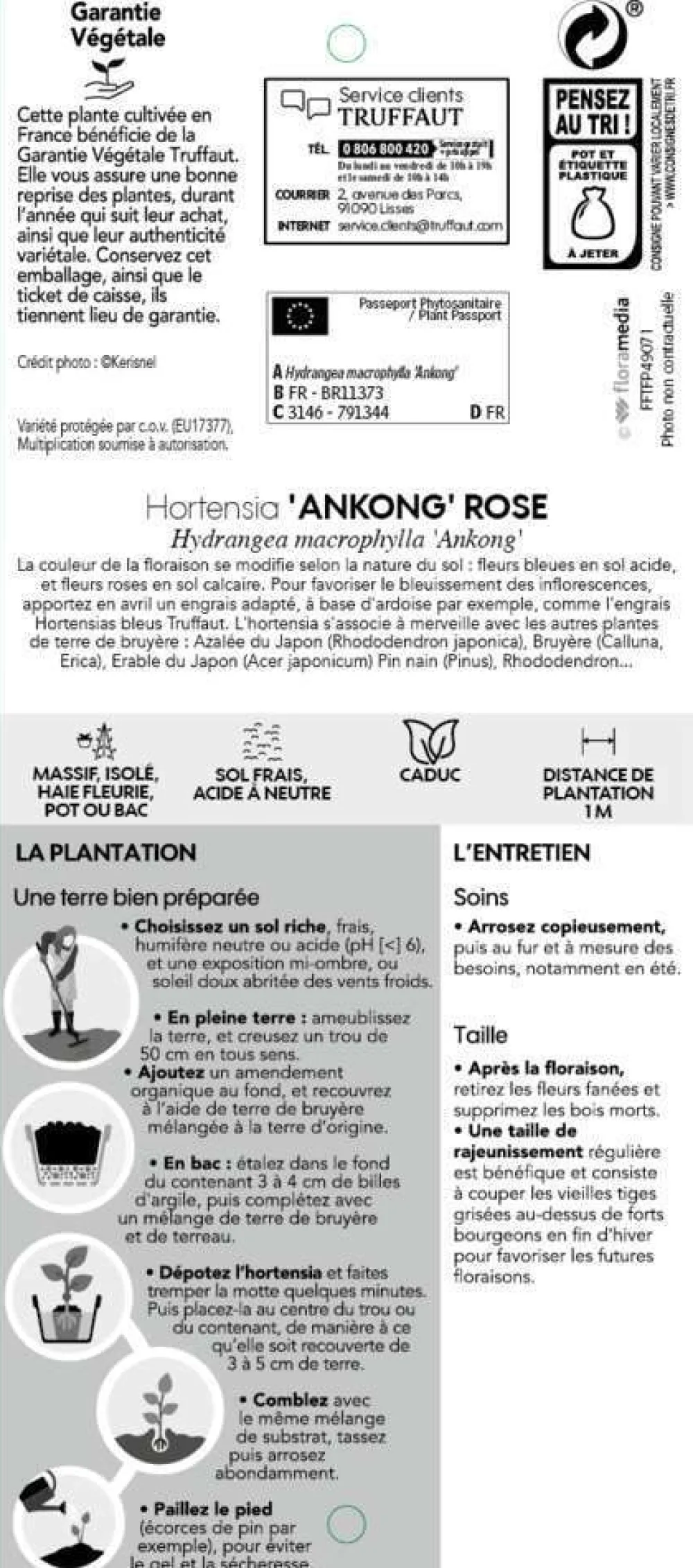 Truffaut - Hydrangea Ankong® rose:pot 5L Online