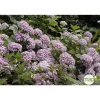 Truffaut - Hydrangea 'Ayesha', ctr 3 L Best