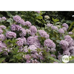 Truffaut - Hydrangea 'Ayesha', ctr 3 L Best