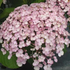 Truffaut - Hydrangea 'Ayesha', ctr 3 L Best
