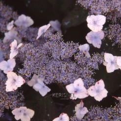 Truffaut - Hydrangea 'Blue Deckle', contneur 3 L Hot