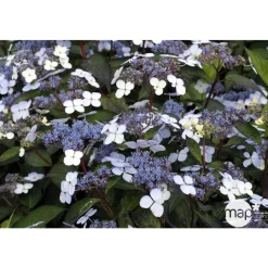 Truffaut - Hydrangea 'Blue Deckle', contneur 3 L Hot