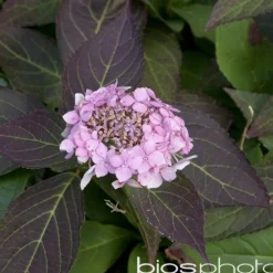 Truffaut Plantes De Terre De Bruyère | - Hydrangea 'Gracioza', ctr 3 L